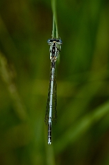 David Plant Photography - Wildlife Photography - White-legged damselfly - A